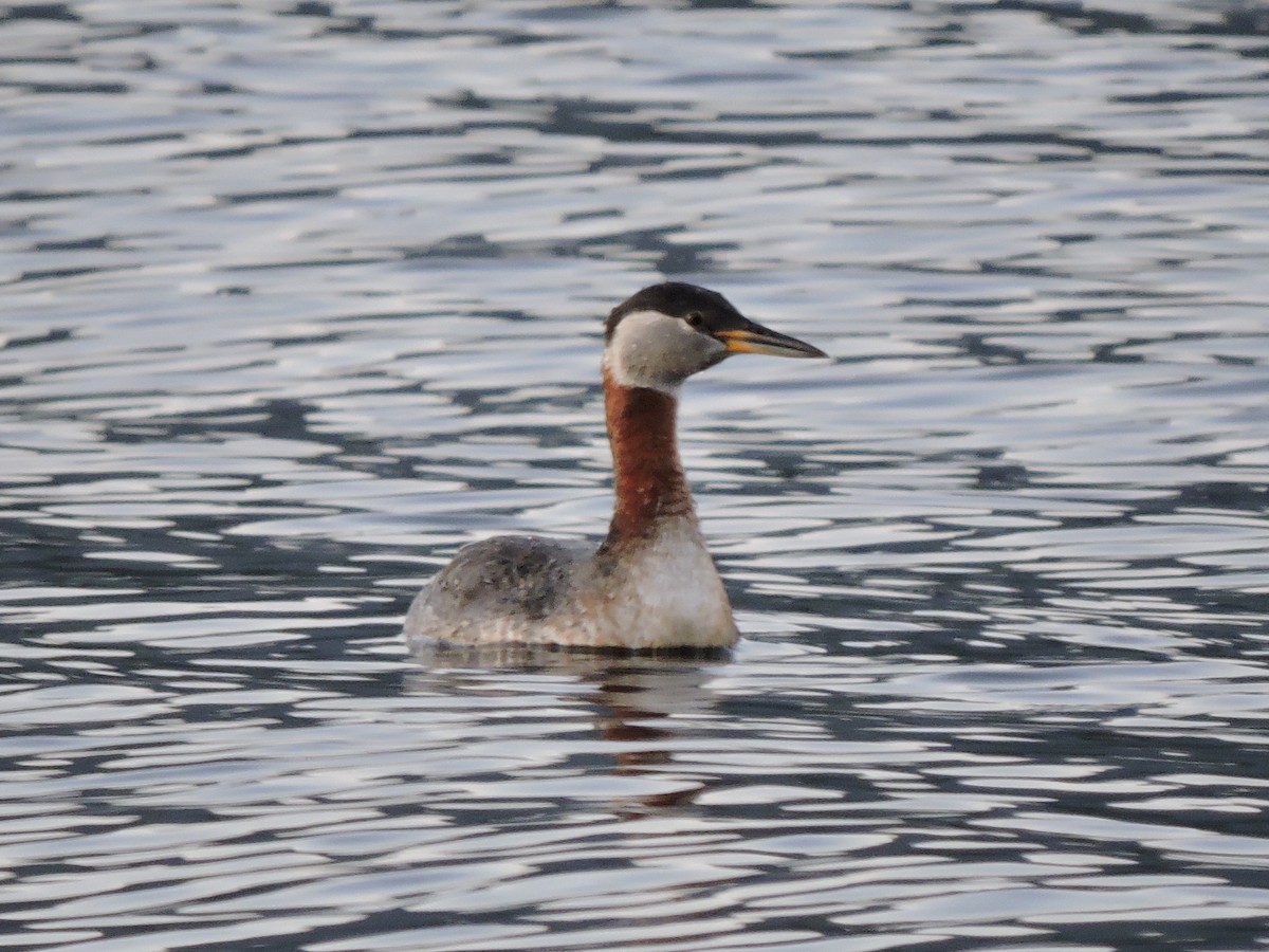 Red-necked Grebe - ML263500781