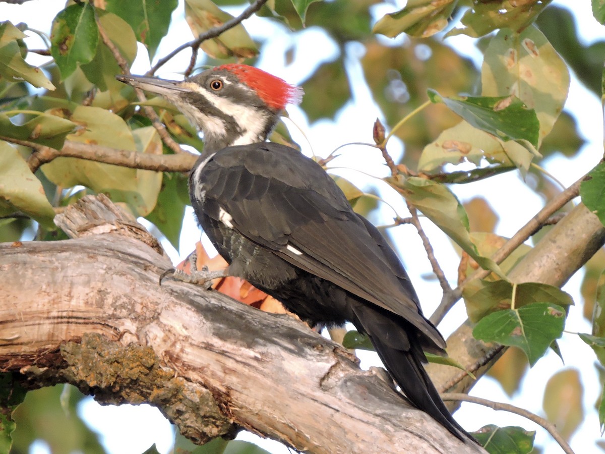 Pileated Woodpecker - Aaron Roberge