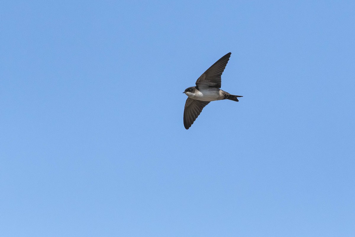 Blue-and-white Swallow - ML263502281