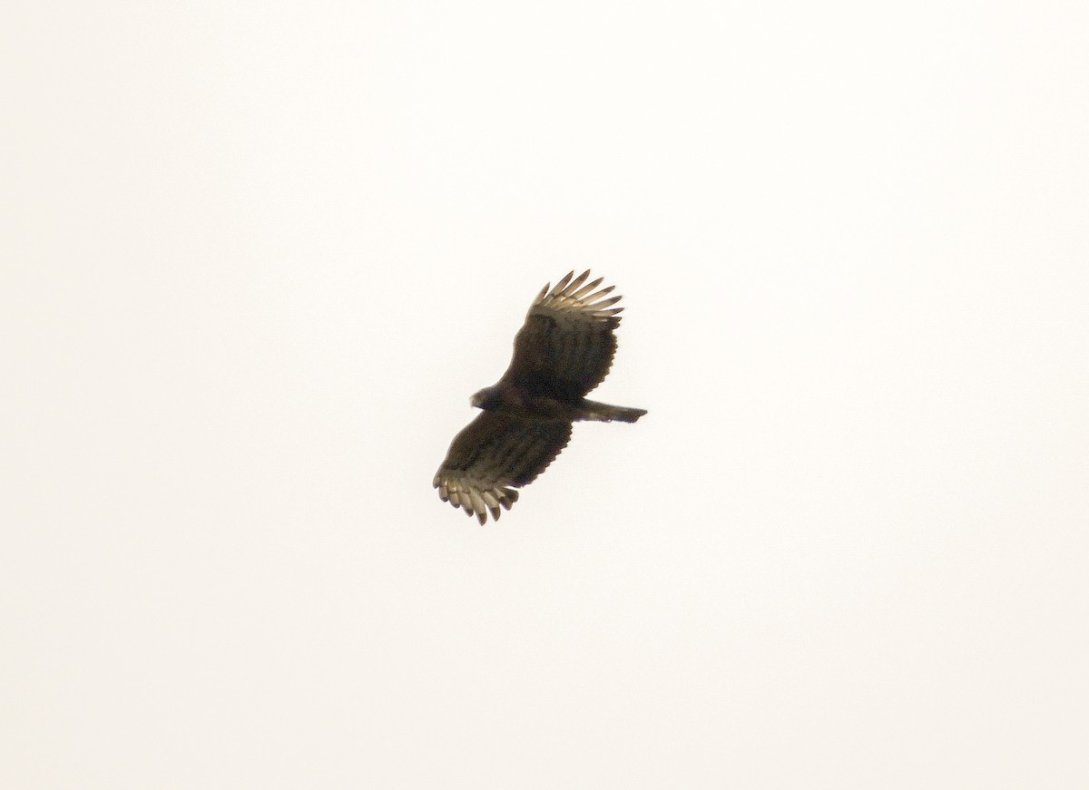 Black-and-chestnut Eagle - ML263510251