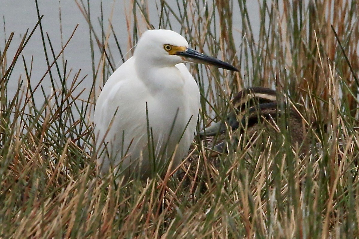 Little Egret - Pauline and Ray Priest