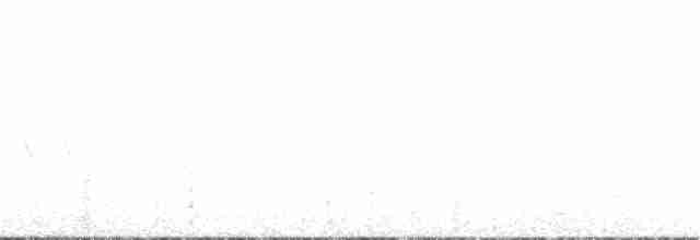 Magellanic Oystercatcher - ML263511111