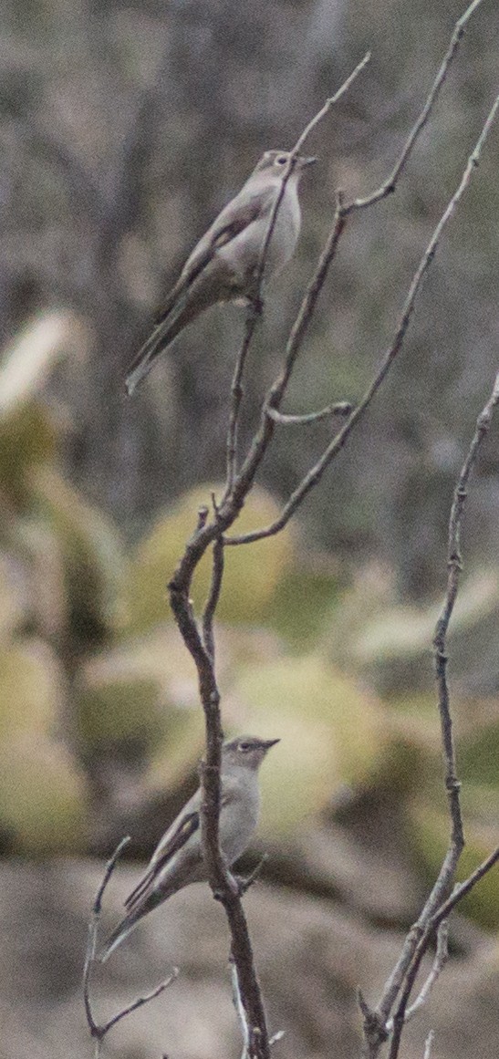 Townsend's Solitaire - ML26351421