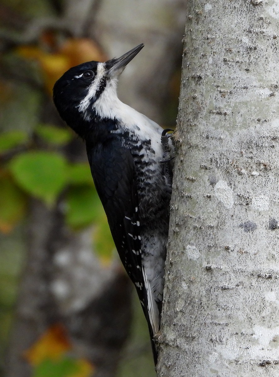 Black-backed Woodpecker - Richard Klauke