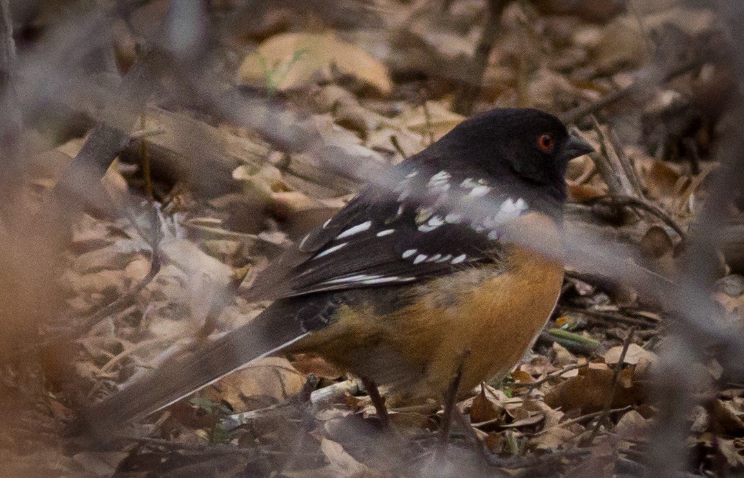 Spotted Towhee - ML26352041