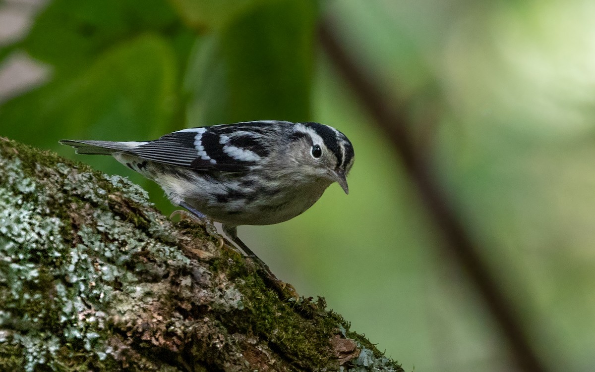 Black-and-white Warbler - ML263532721