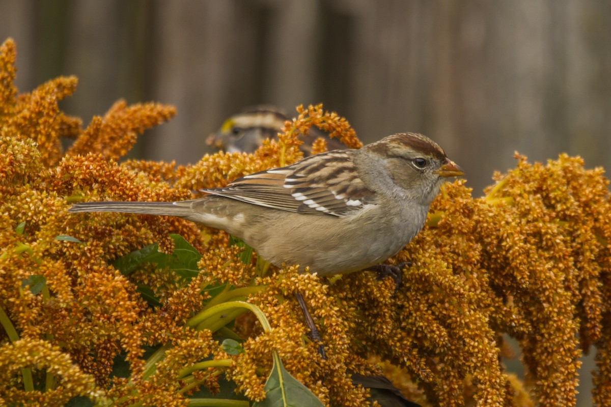 White-crowned Sparrow - Mike Karakas