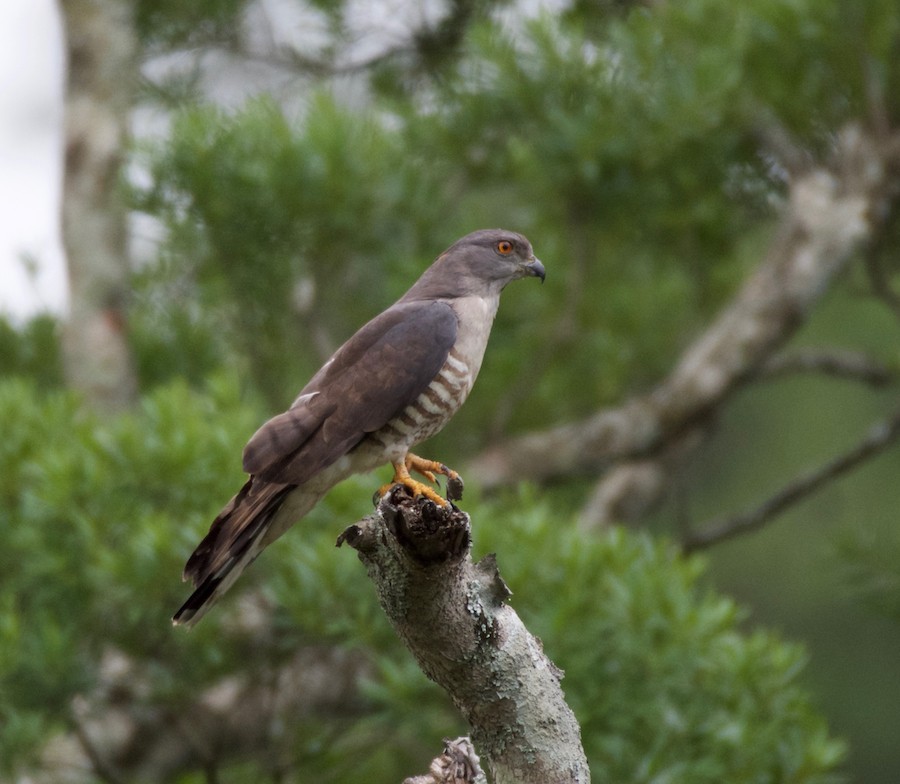 African Cuckoo-Hawk - Farokh Jamalyaria
