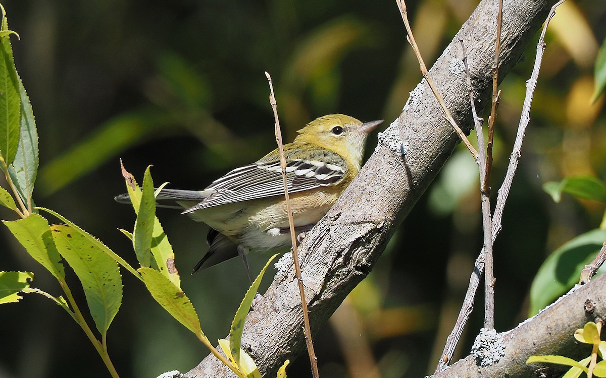 Bay-breasted Warbler - ML263546381