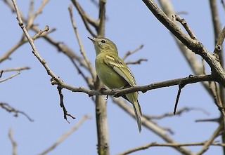  - Reiser's Tyrannulet