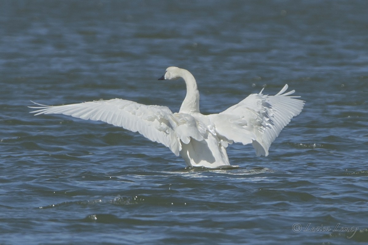 Tundra Swan - Lucien Lemay