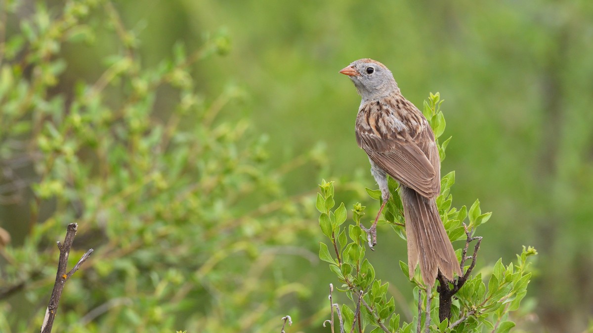 Worthen's Sparrow - Miguel Aguilar @birdnomad