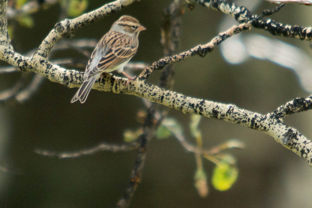 Chipping Sparrow - Chris George
