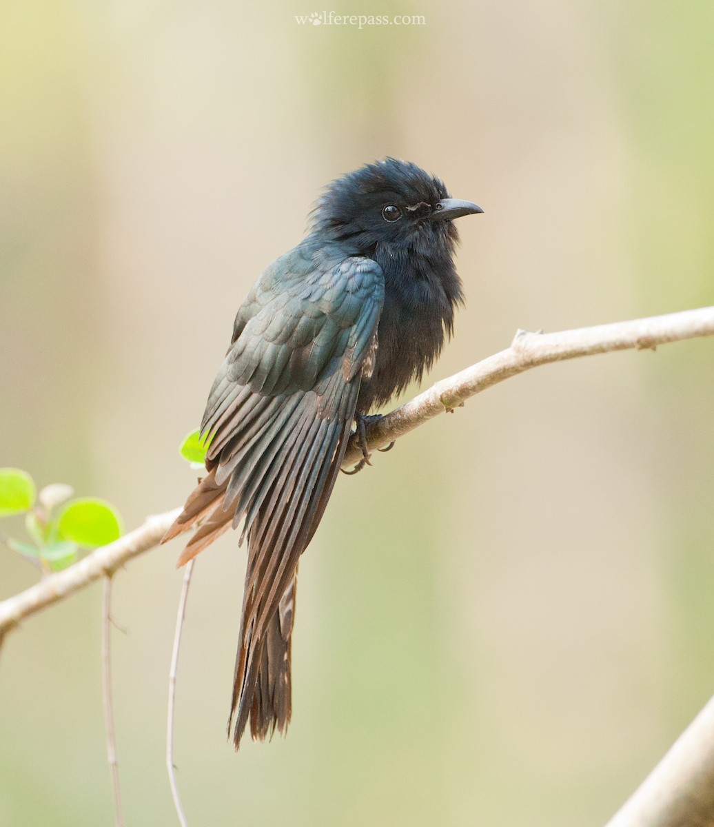 Square-tailed Drongo-Cuckoo - Wolfe R