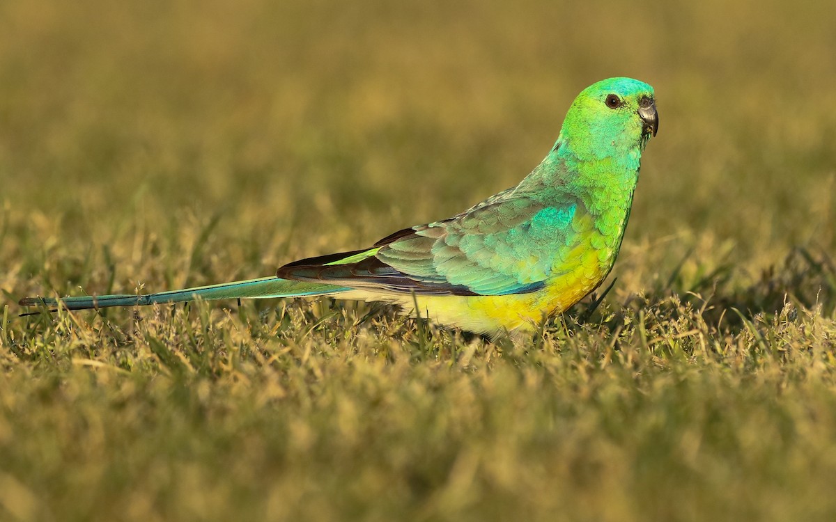 Red-rumped Parrot - ML263565121
