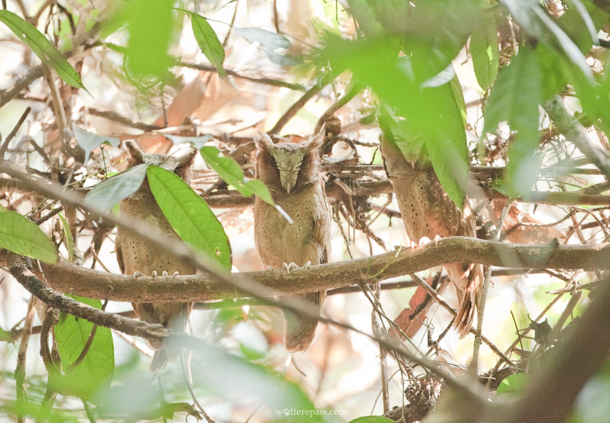 White-fronted Scops-Owl - ML26356591