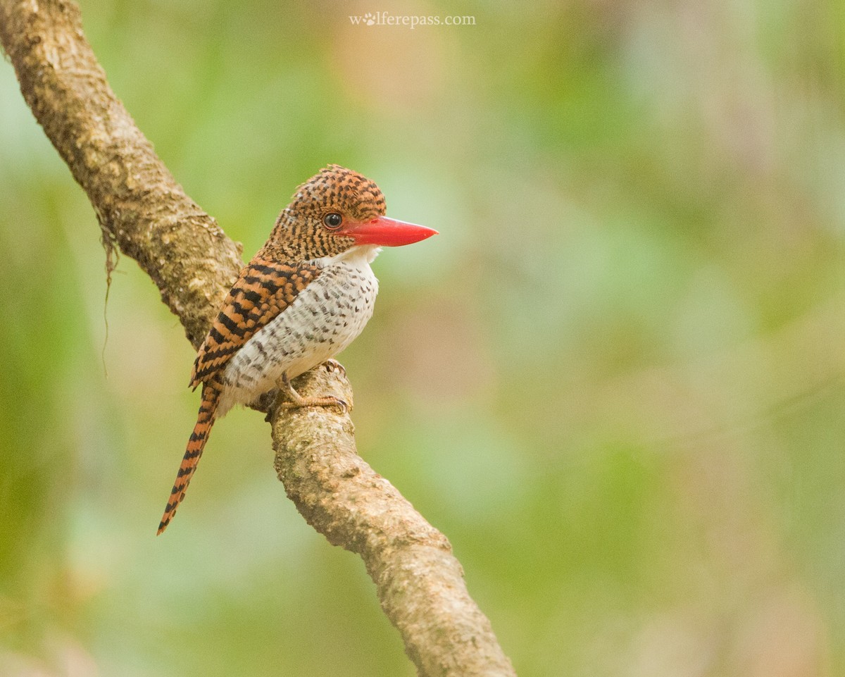 Banded Kingfisher - Wolfer _