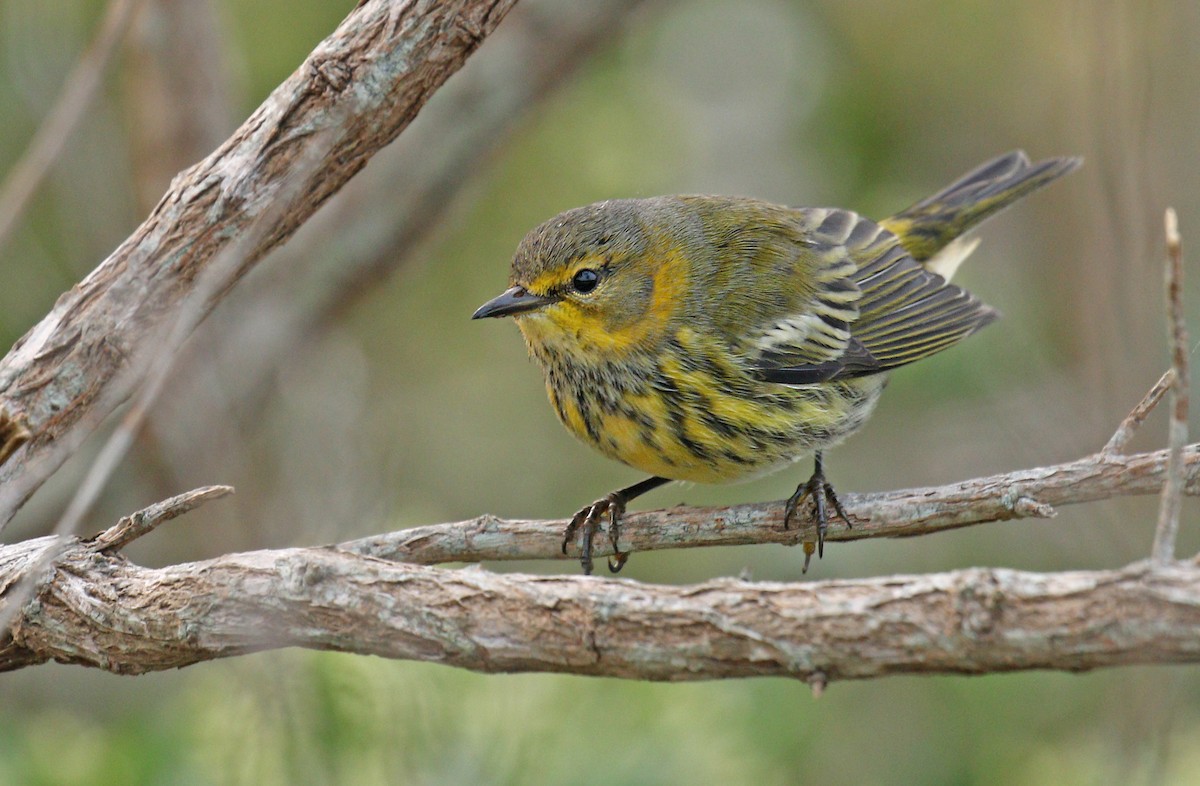 Cape May Warbler - ML263567311
