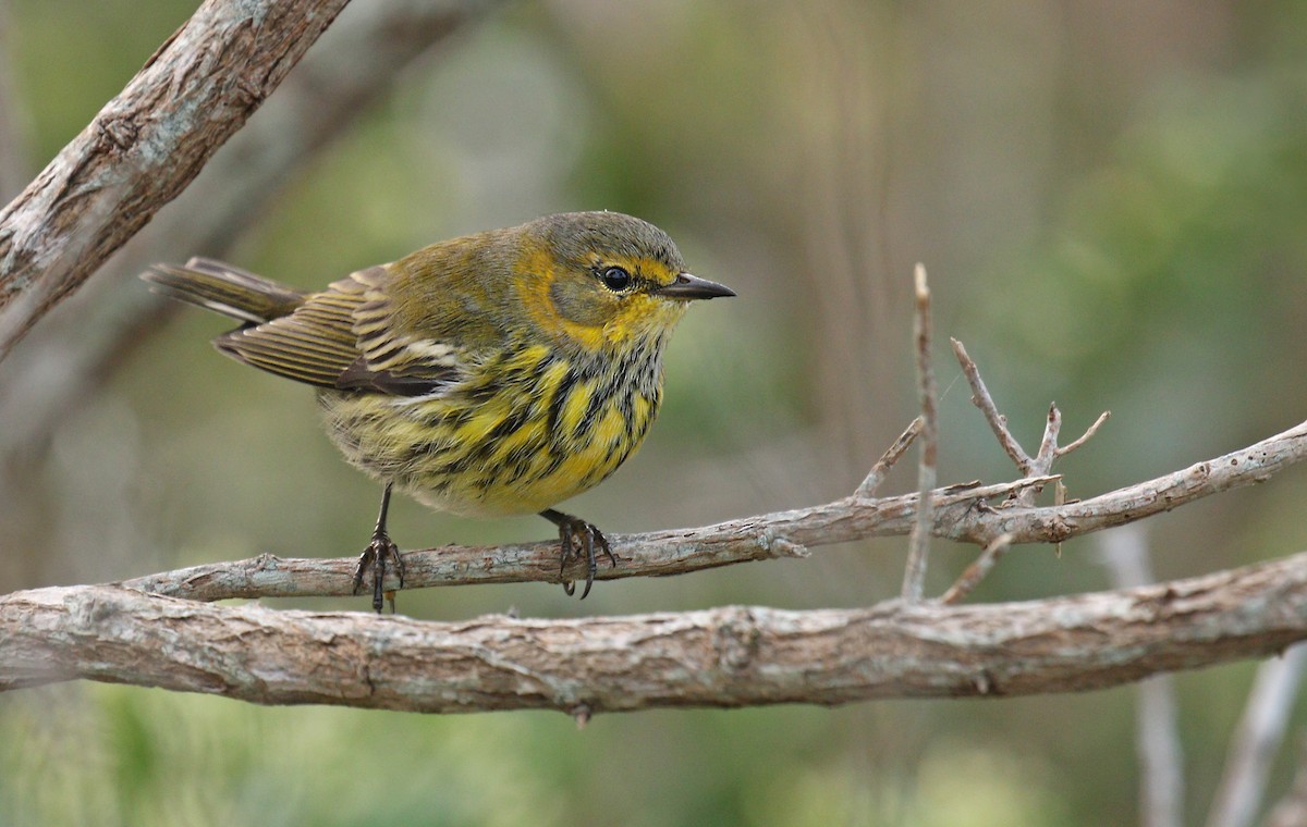 Cape May Warbler - ML263567321