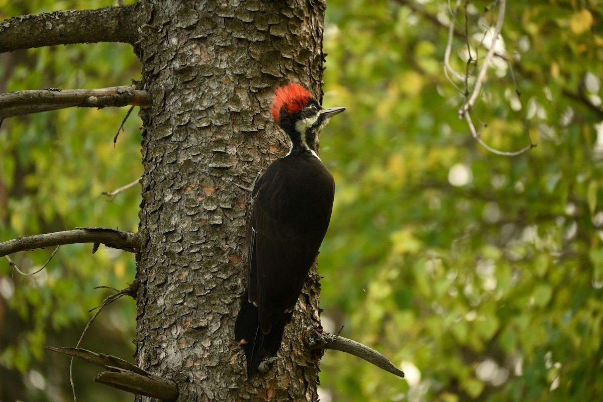 Pileated Woodpecker - ML263568331