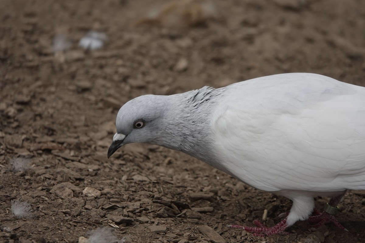 Rock Pigeon (Feral Pigeon) - karen o'hearn