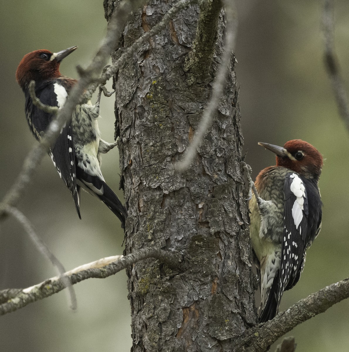 Red-breasted Sapsucker - ML263574801