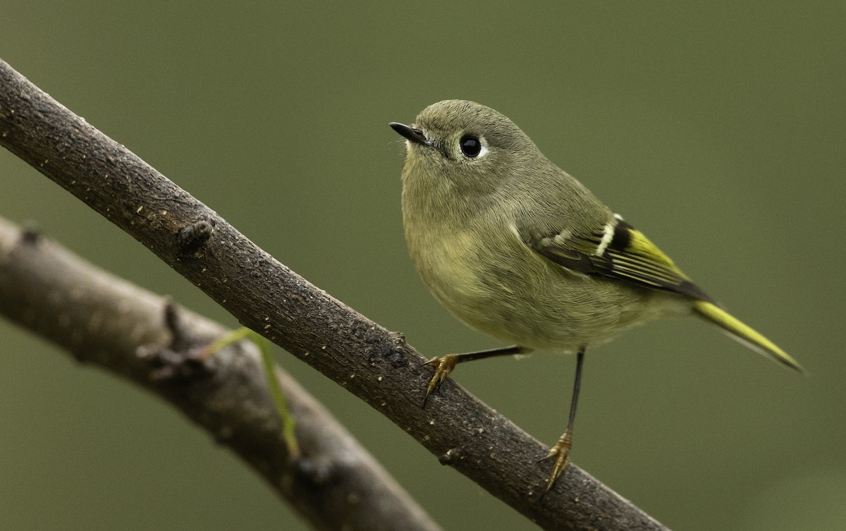 Ruby-crowned Kinglet - Ian Routley