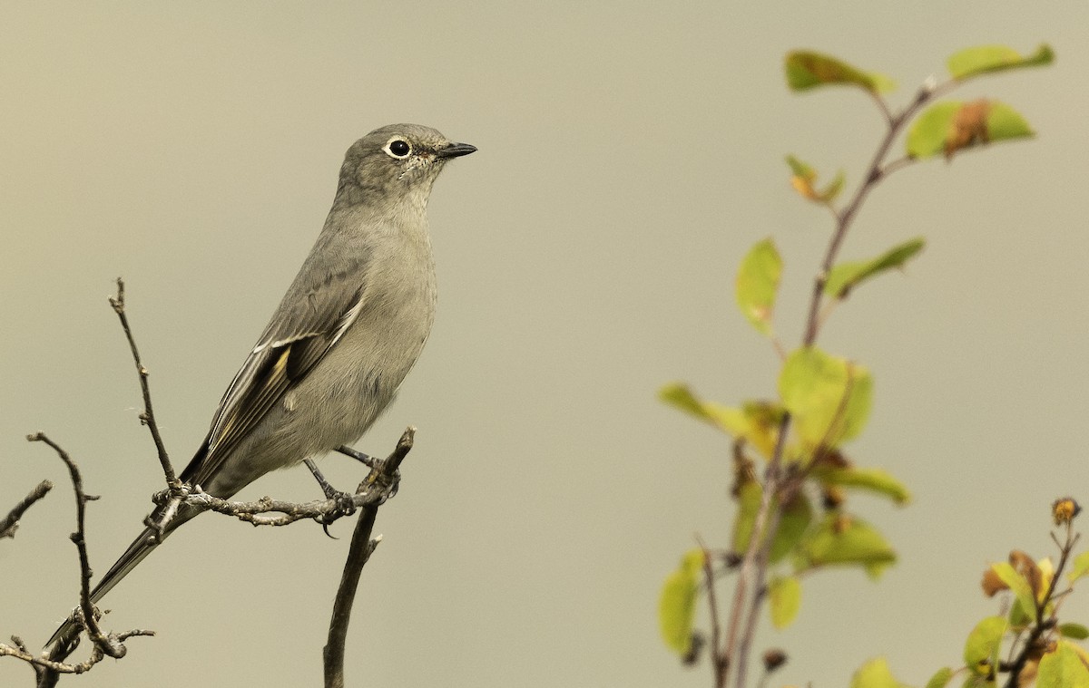 Townsend's Solitaire - ML263583471