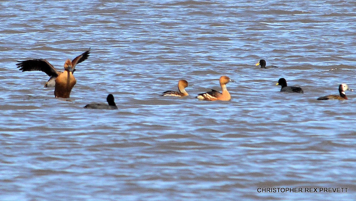 Fulvous Whistling-Duck - ML26358421