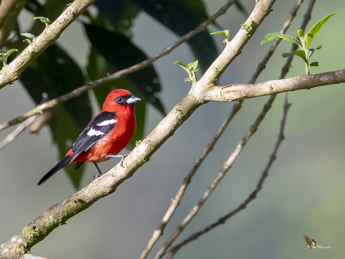 White-winged Tanager - ML263585361
