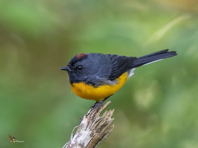 Lateral view (subspecies <em class="SciName notranslate">comptus</em>). - Slate-throated Redstart - 