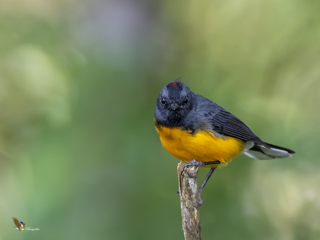Frontal view (subspecies <em class="SciName notranslate">comptus</em>). - Slate-throated Redstart - 