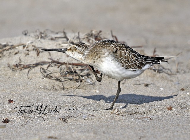 Scratching its head and neck with its foot. - Curlew Sandpiper - 