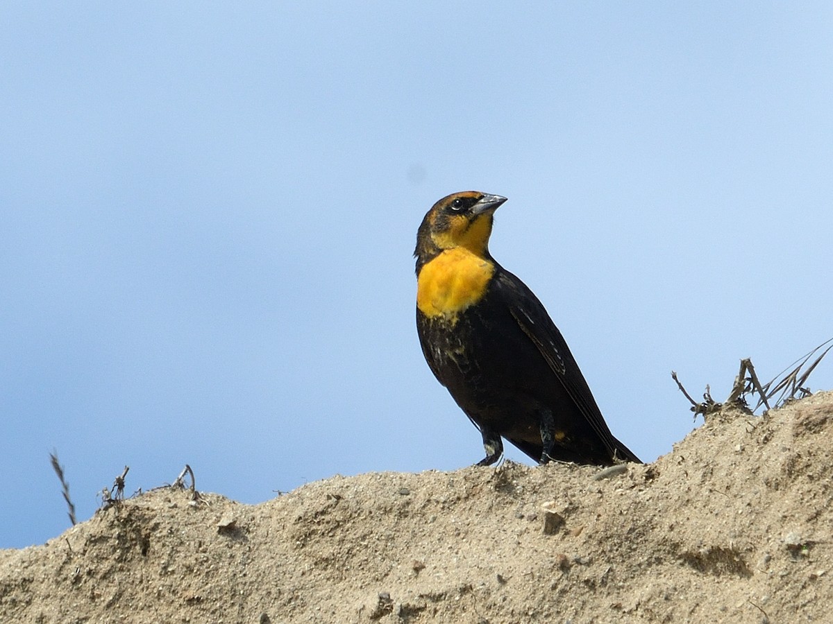 Yellow-headed Blackbird - James Chapman