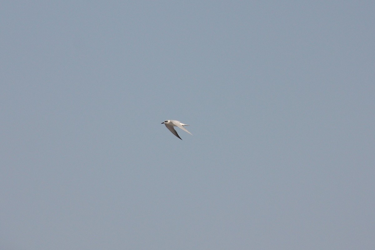 Gull-billed Tern - ML26359351