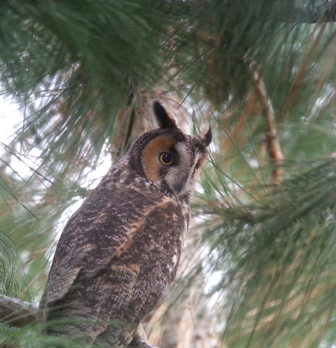 Long-eared Owl - ML26359401