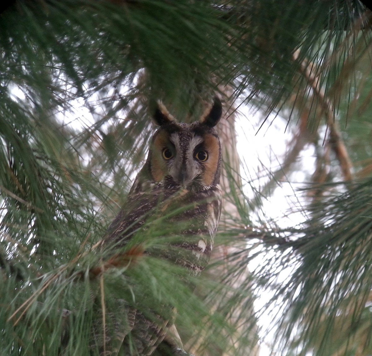 Long-eared Owl - ML26359411