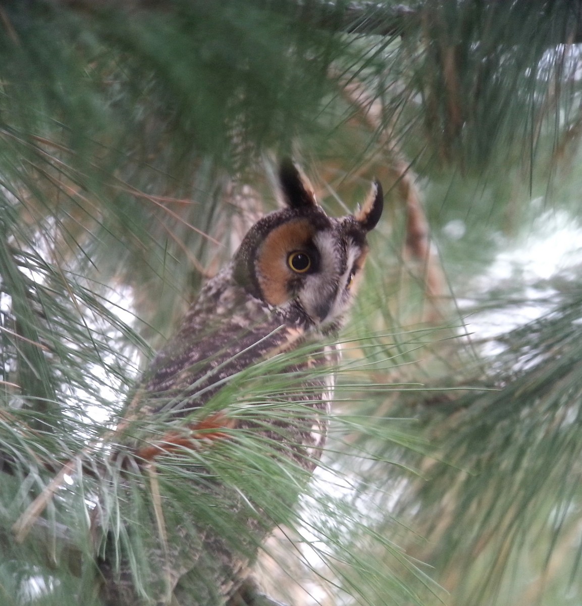 Long-eared Owl - Daniel Casey