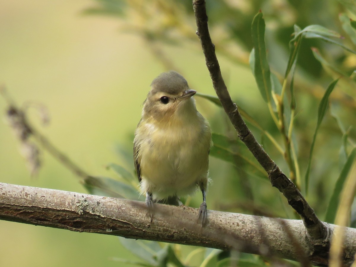 eBird Checklist - 17 Sep 2020 - Kelowna--Okanagan Rail Trail (Dilworth ...