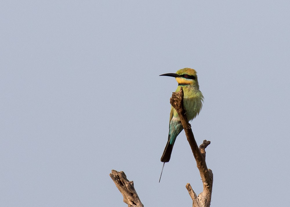 Rainbow Bee-eater - ML26360141