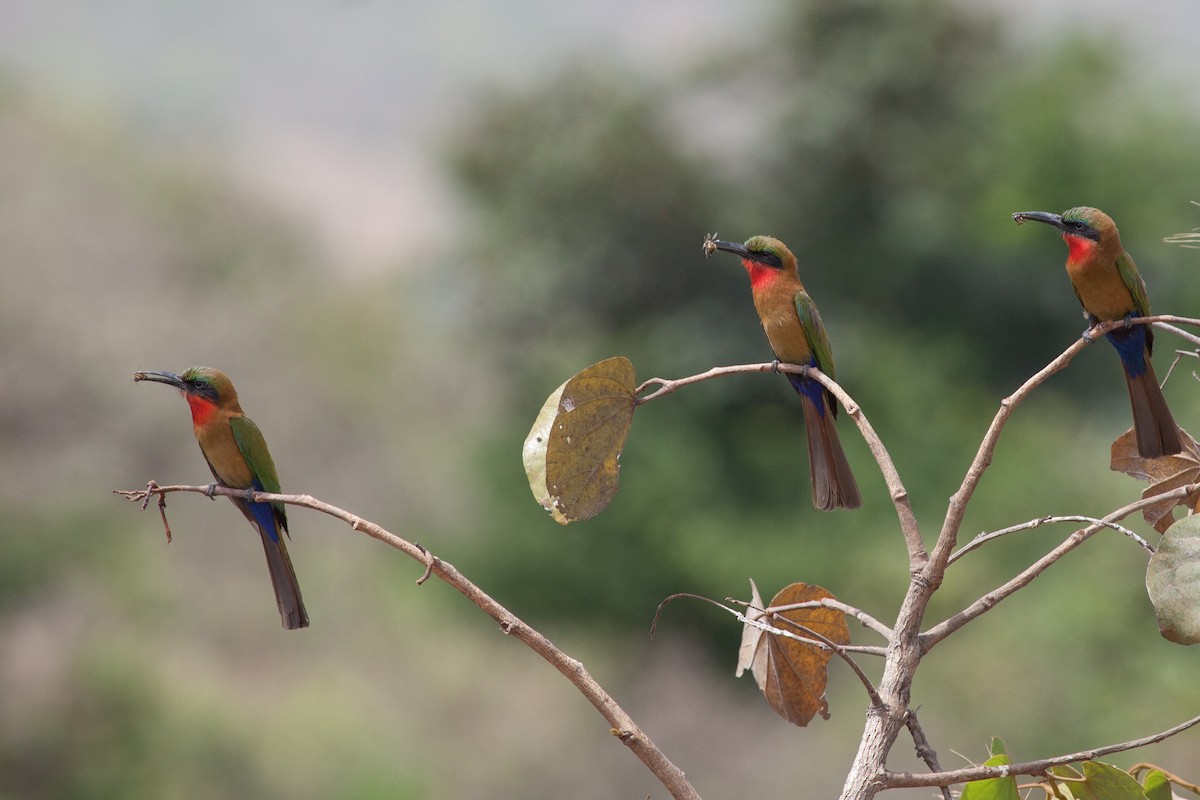 Red-throated Bee-eater - ML263602541