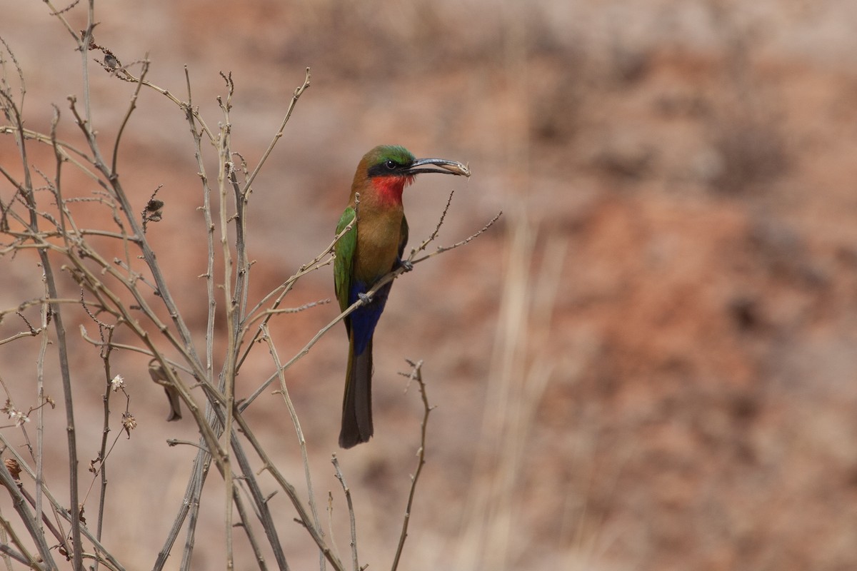 Red-throated Bee-eater - ML263602551