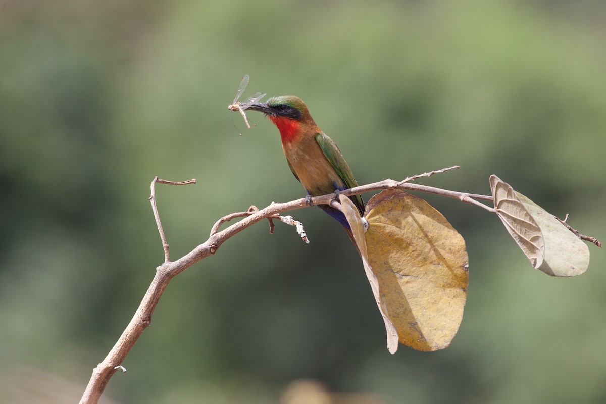 Red-throated Bee-eater - ML263602571