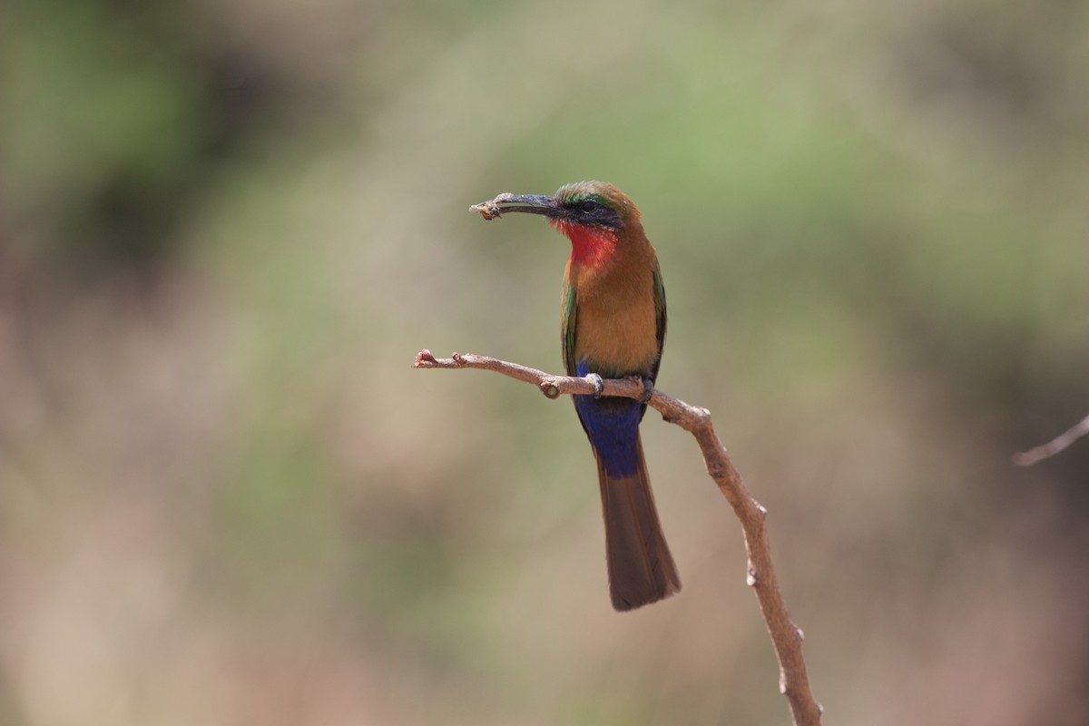 Red-throated Bee-eater - ML263602591