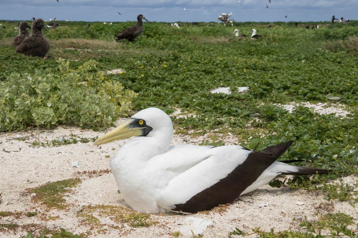 Masked Booby - ML263604361