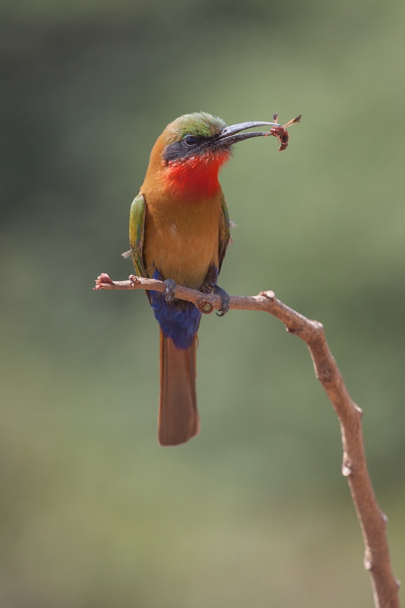 Red-throated Bee-eater - ML263606321