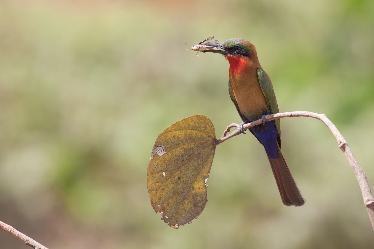 Red-throated Bee-eater - ML263606341