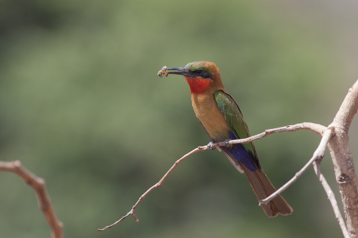 Red-throated Bee-eater - ML263606351