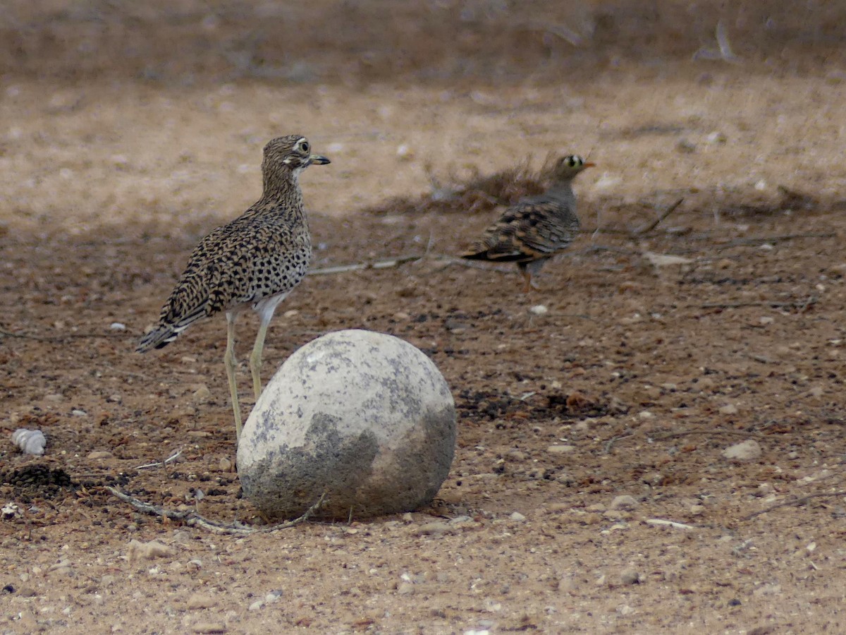 Spotted Thick-knee - ML263606711