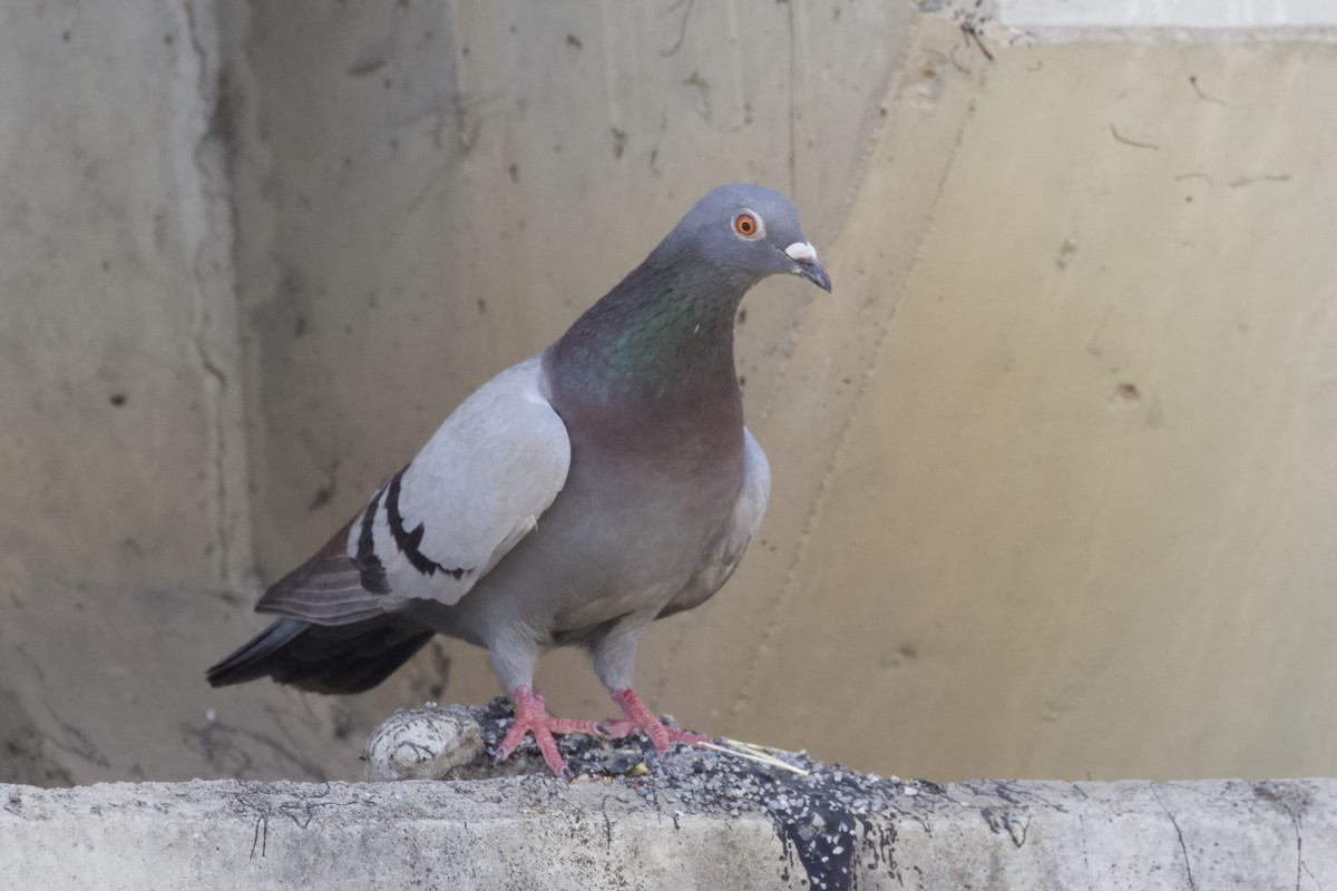 Rock Pigeon (Feral Pigeon) - ML263607541